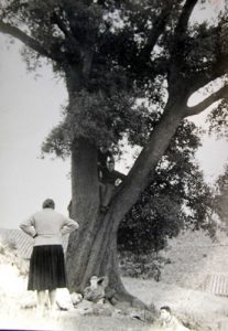 Photograph of Angeleta Ferrer i Sensat in the Can Surell oak forest