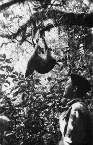 Eugeni Sierra en la expedición que hizo a la isla de Fernando Poo, actual Bioko, situada en el golfo de Guinea, con el botánico Emilio Guinea. Foto cedida: Emili Sierra.