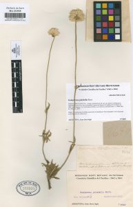 Herbarium Isern (RJB, Madrid)