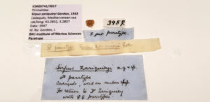 Sirpus zariquiey type specimen from the Zariquiey Collection, with the original and new labeling.